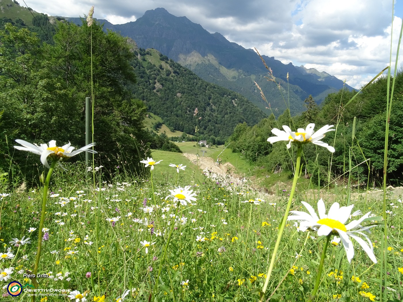 93 Scendendo dai Piani di Bobbio il verde valloncello con bianche margherite e vista in Tre Signori.JPG